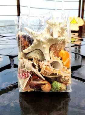 天然海螺壳人造海星包装鱼缸景观水族馆装饰沙滩玩具儿童礼物