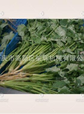 商用全网链可提升气泡洗菜机预制菜加工设备芒果百香果果蔬清洗机