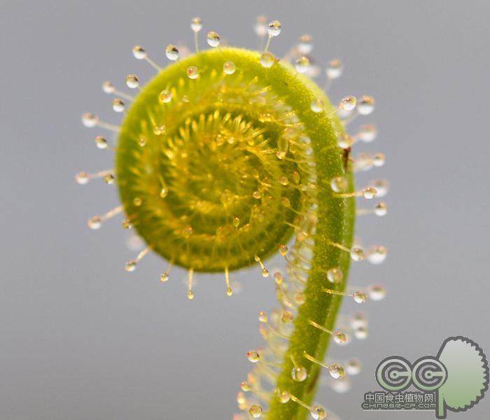 绿丝叶茅膏菜红小虫草堂食虫植物盆栽食虫草食人花捕蚊草捕蝇草大,淘宝优惠券,粉丝福利购,淘宝优惠卷