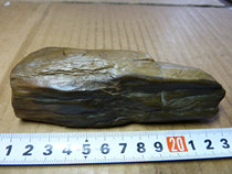 8181 the surface silicated wood of the Hama Great South Lake in Xinjiang 8181