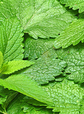 花茶香蜂苏尔方向香蜂曹