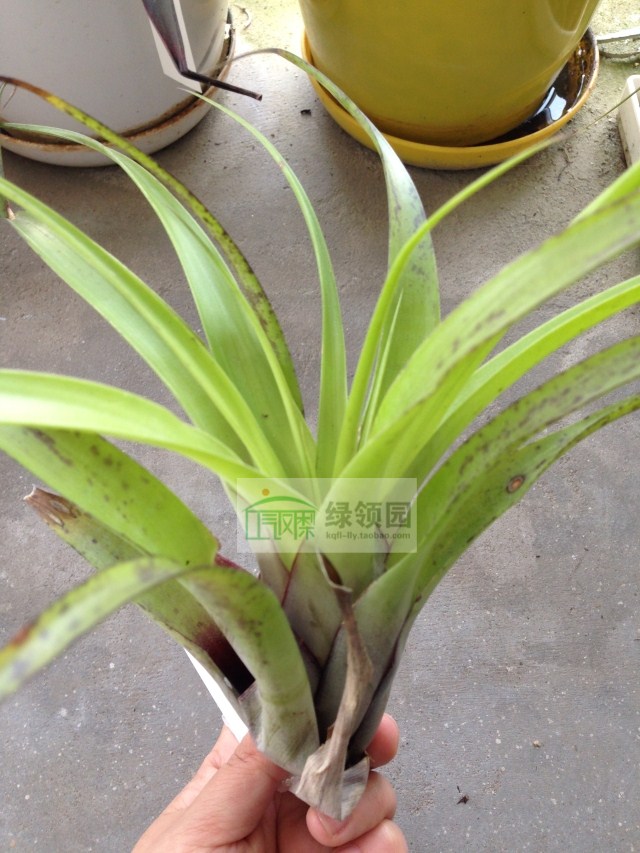 展示空气凤梨 Tillandsia elongata(烈焰）-图0