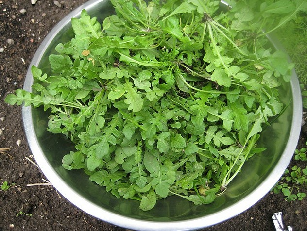 野生荠荠菜野菜种子四季可盆栽简单农家生菜春秋冬季蔬菜种子籽孑