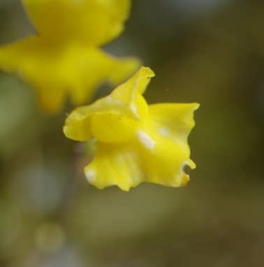 食虫植物-索菲利亚狸藻 Utricularia trichophylla 高级 稀有 - 图0