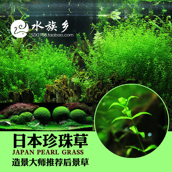 [水族乡]日本珍珠草四叶珍珠草星草鱼缸中后景水草造景大师推荐-图0