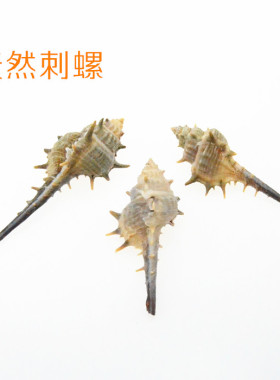 特价天然刺螺巫女螺海螺