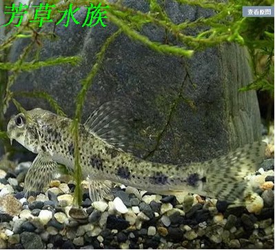 棒花高帆国产原生观赏冷水淡水鱼缸溪流除藻除垃圾底栖鱼 - 图0