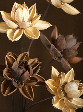 禅意木槿莲花干枝干花装饰天然