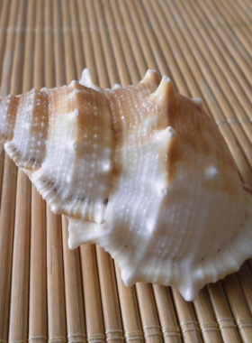水族婚庆家居地台橱窗海螺贝壳