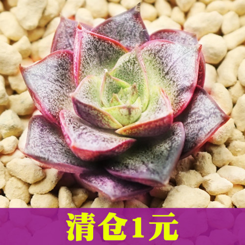 大和锦 多肉植物批发组合盆栽绿植肉嘟嘟肉肉室内植物盆景 - 图0