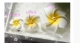Phụ kiện ảnh đi biển, kẹp tóc frangipani, kẹp tai, lược, lược, phụ kiện tóc, phụ kiện tóc, kẹp tóc, hoa, hoa, phụ nữ - Phụ kiện tóc kẹp càng cua Phụ kiện tóc