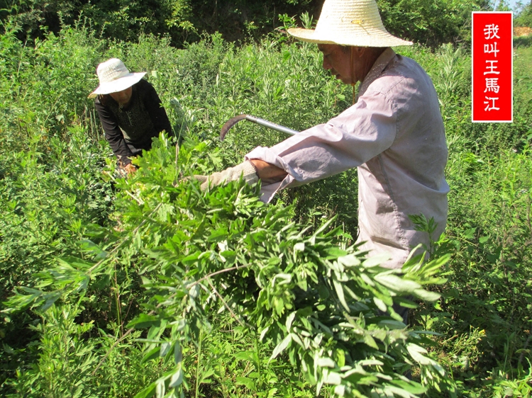 三年野生陈艾叶 艾草 月子泡脚包祛湿 干艾叶制艾条 艾绒 - 图3