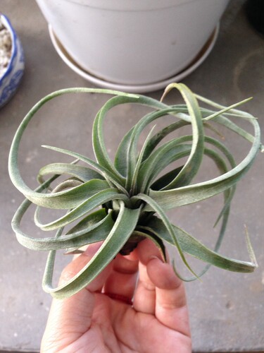 空气凤梨【展示】Tillandsia Concolor x Strephylla 可乐卷 - 图0