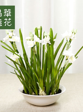 客厅卧室晶华仿真绣球花套装