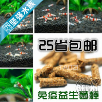 Immune Probiotic Stick Wheat Stem Bacteria Crystal Shrimp Grain screw grain Irregular Fish Feed 50 gr 25 Province