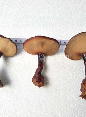 中药材橱窗树脂美容指导拍摄模型