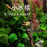 Коллекция Water Banyan Siaoshui Banyan Mini Banyan Banyan Banyan на переднем плане трава, один древесина, один лист, ландшафт с водной травой