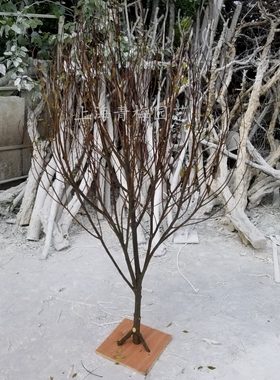 白树枝白树杆枯树原木支拍摄背景