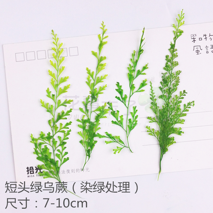 短头绿乌蕨天然滴胶押花压花干花手机壳diy植物教学标本12朵装-图1