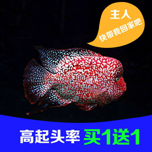 热带鱼燕鱼活体 小型鱼苗淡水观赏鱼七彩燕鱼墨燕雪燕埃及神仙鱼 - 图1