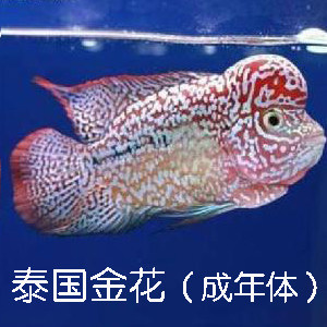 热带鱼燕鱼活体 小型鱼苗淡水观赏鱼七彩燕鱼墨燕雪燕埃及神仙鱼 - 图0