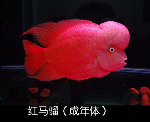 热带鱼燕鱼活体 小型鱼苗淡水观赏鱼七彩燕鱼墨燕雪燕埃及神仙鱼 - 图2