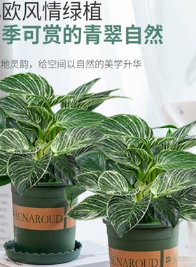 铂金钻盆栽绿萝箩水培绿植物办公室内防辐射多肉四季好养易活花卉