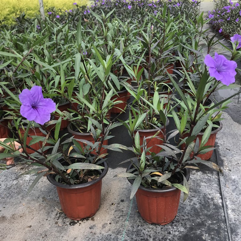 翠芦花花大苗兰花草盆栽室外庭院地栽莉卉植物多年盆W好养2生包邮 - 图1