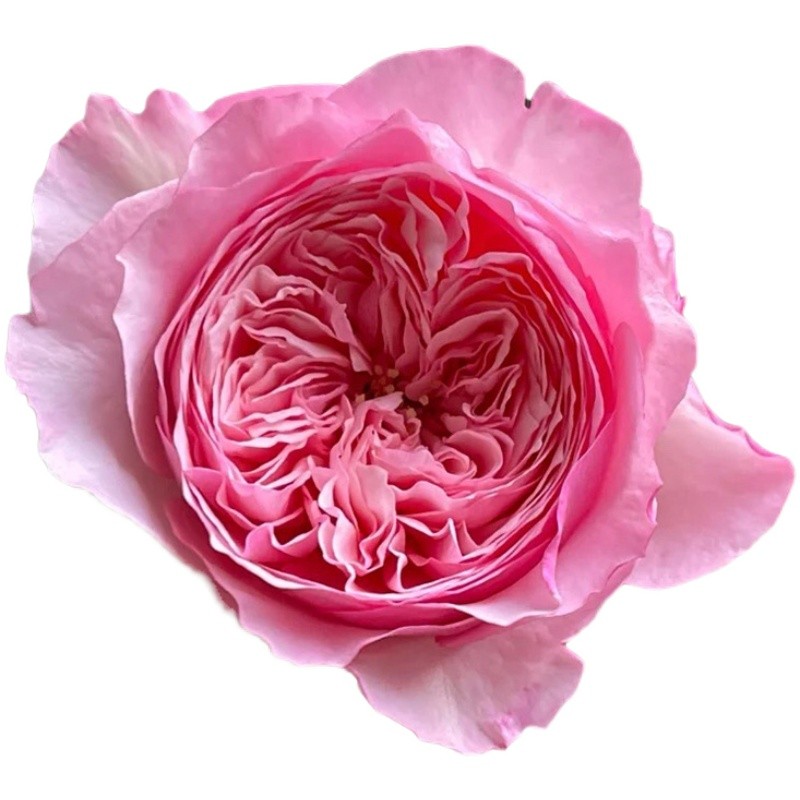 凯丽中苗带盆栽好 奥斯汀中大轮花朵 玫粉色包子 长势旺盛直立抗 - 图2
