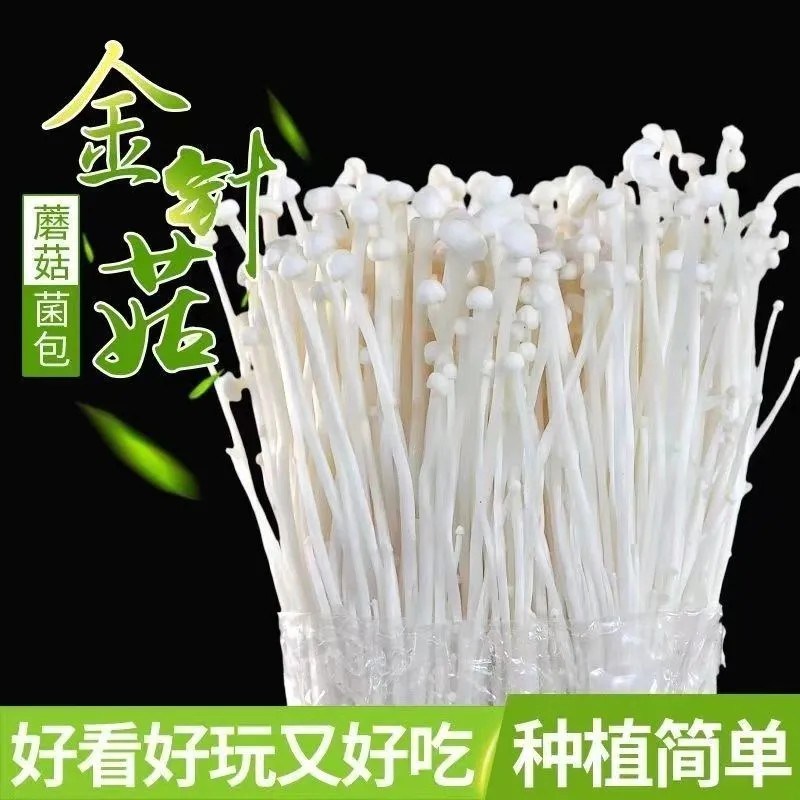 极速自种蘑菇菌包菌菇种植包盒子平菇香菇灵芝金针菇鸡枞菌羊肚菌 - 图2