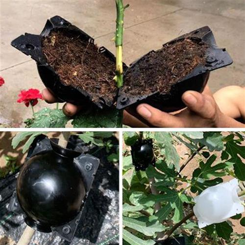 推荐2020 New 5pcs Plant Rooting  Plant Root Growing Box Graf - 图0