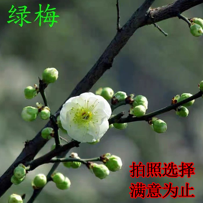 原生绿梅老桩带花苞n盆栽梅花盆景树苗绿萼梅花实物图一物一拍 - 图0