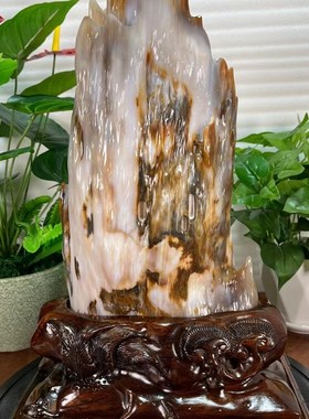 缅甸树化玉原石天然树化石奇石客厅造型石头硅化木冰种树化石摆件