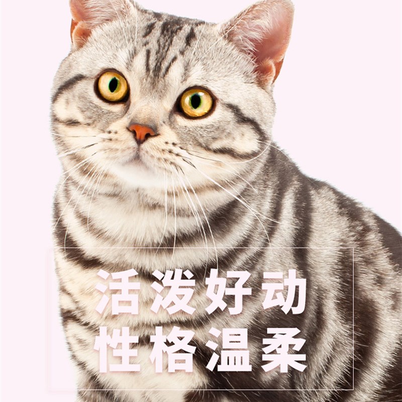 速发猫粮英短蓝猫银渐层美短美英国短毛幼猫成猫专用全价猫粮 - 图3