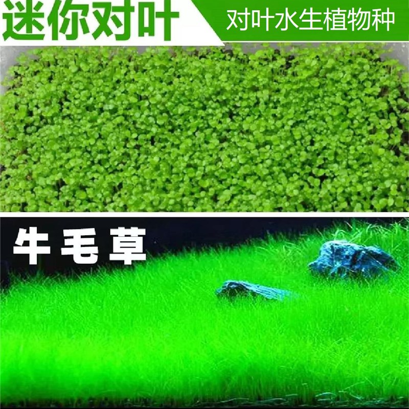 陶粒砂沙子e水草泥鱼缸底砂造景专业养鱼水草基肥水族箱石头 - 图3