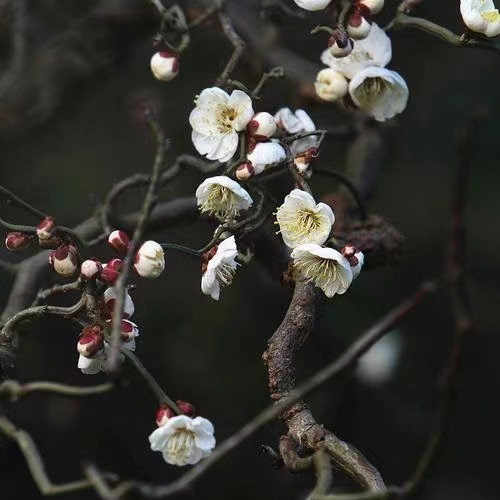 梅花苗龙游梅小苗曲梅树苗游龙梅白梅玉蝶龙游梅盆栽风景树苗 - 图0