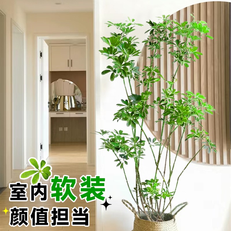 速发造型鸭脚木客厅大盆栽室内大型禄植落K地老桩绿植鸭掌木植物 - 图1