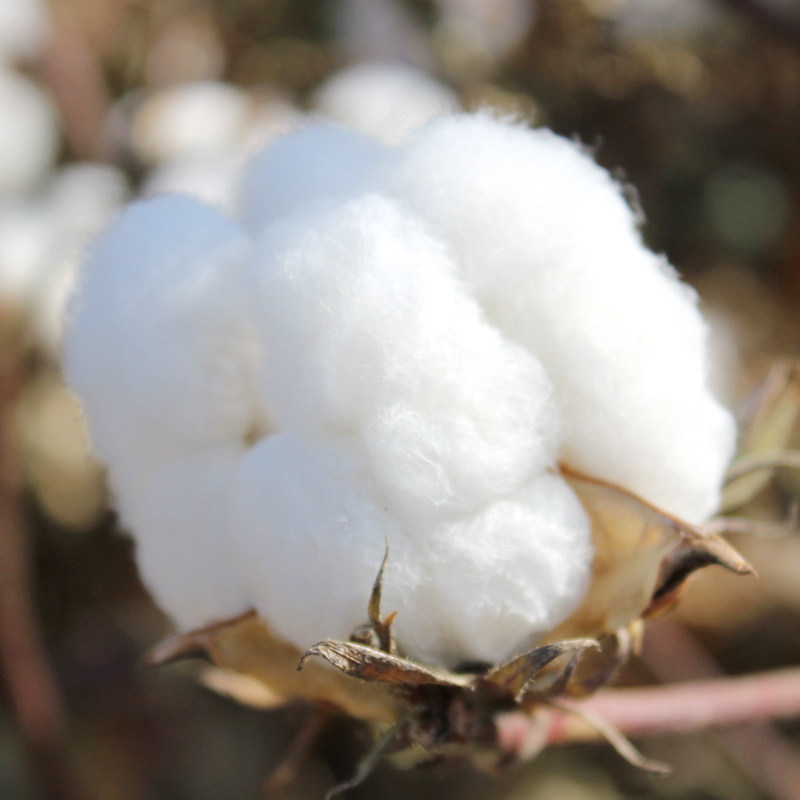 尉犁县棉被花被子冬被全棉夏凉春秋学生棉絮床垫被褥子棉胎,淘宝优惠券,粉丝福利购,淘宝优惠卷