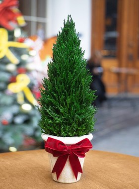 桌面绿植小摆件家居好物客厅餐桌办公室装饰上班工位情绪稳定神器