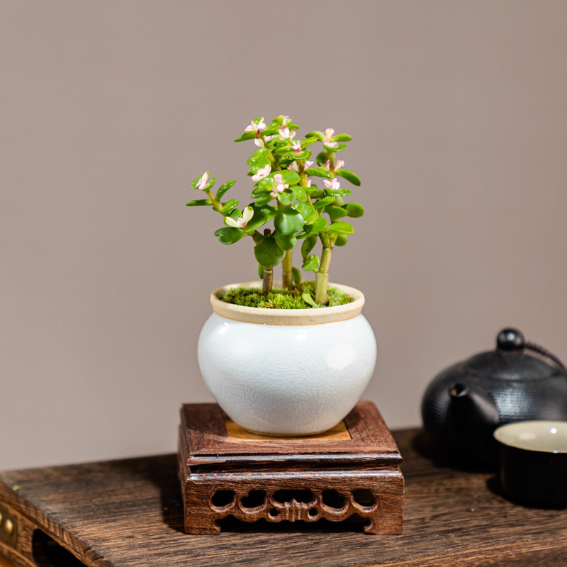 迷你金枝玉叶盆景小绿植室内四季好养多肉植物办公室茶几花卉盆栽