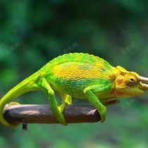 Chameleon pet lizard lizard reptile green hyenas high crown climbing darling large small Q-shaped emulated climbing vine twigs vine