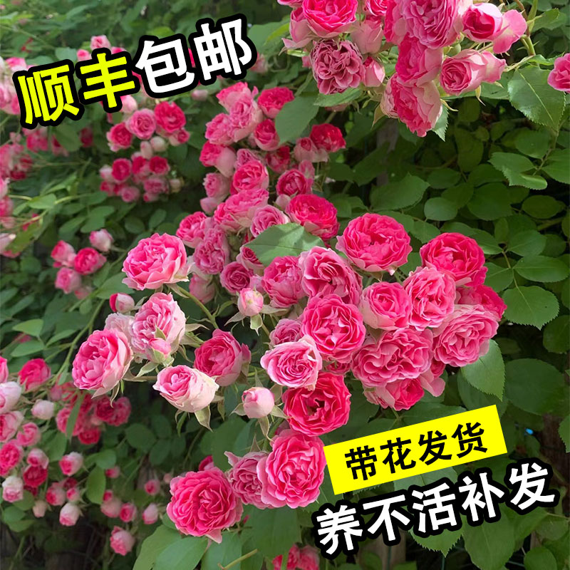 藤本月季蔷薇花苗特大花卉庭院爬藤四季开花盆栽阳台玫瑰爬墙树苗