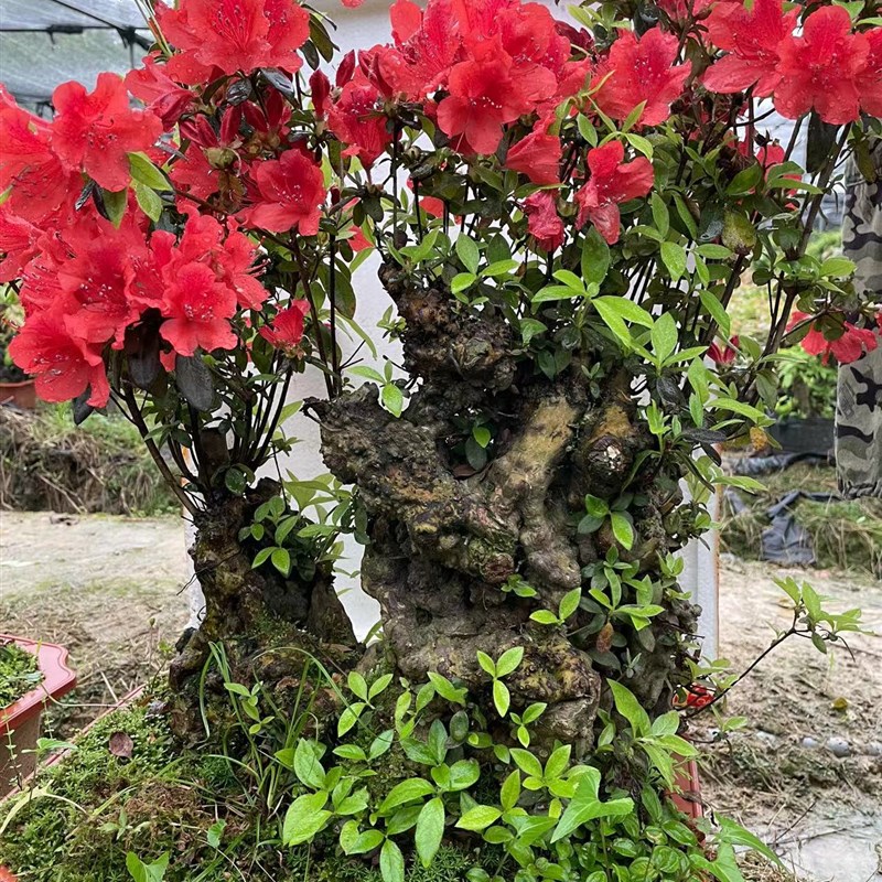 天然造型鸡血红杜鹃花老桩矮霸映山红树桩盆P景阳台花卉桌面盆栽 - 图1