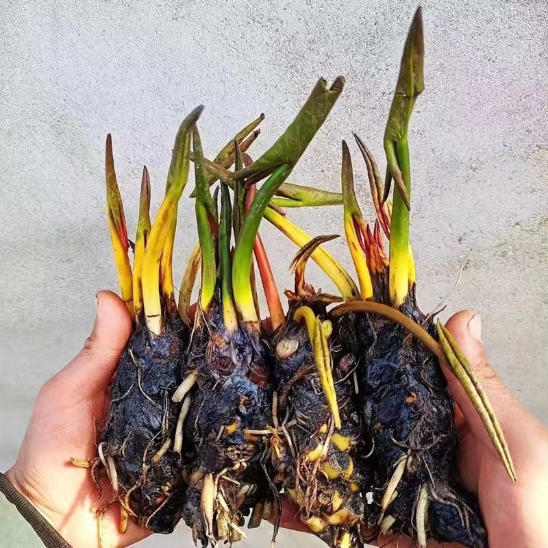 极速大睡莲根块池塘睡莲水培植物水生花卉荷花莲花根茎包成活带芽 - 图0