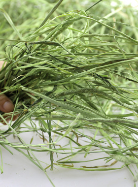 年新提摩西兔h干草草食兔粮龙猫粮子用品豚鼠荷兰猪饲料牧草50