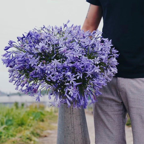 王大爷百子莲庭k栽花苗花卉宿活植物好养易根盆院阳台观赏-图1