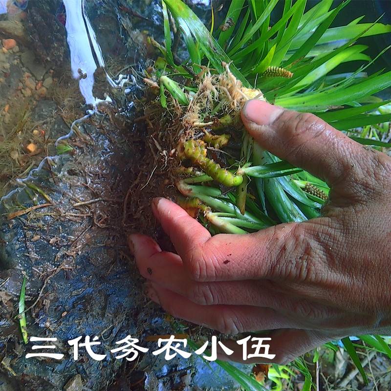 石菖蒲附石龙根菖蒲草水培盆景植物龟缸养鱼室内外微景观庭院绿植-图1