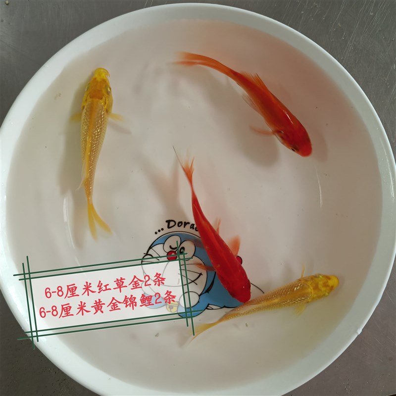 鱼苗观赏鱼冷水活活好养鱼淡水红白鱼鲤耐鱼X饲料锦草金鱼 - 图0