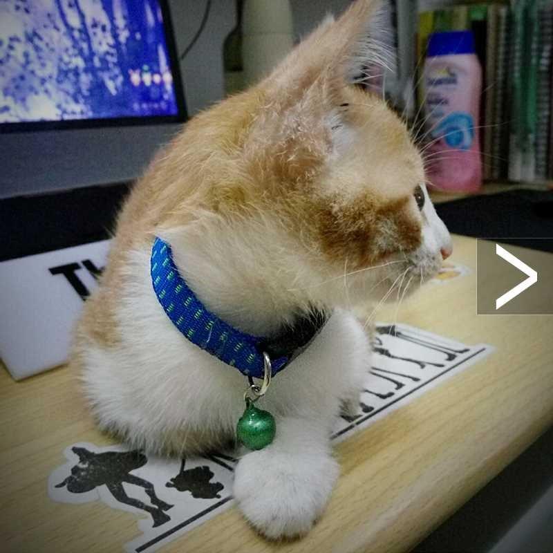 Pet ccan atd dog flea nemoval collar, kitten ard dog flea - 图1