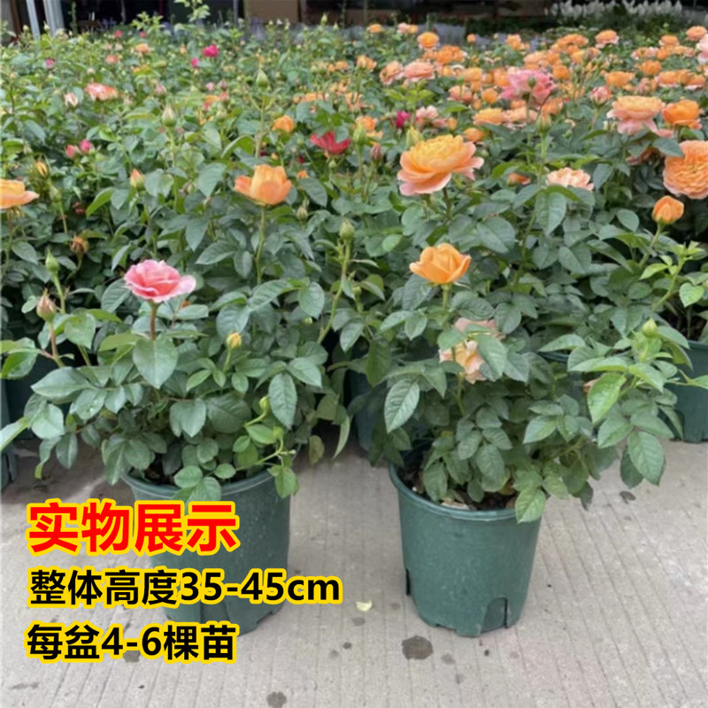 月季花苗 四季开花盆栽 带花苞阳台花卉庭院好养观花爬藤植物大花 - 图0